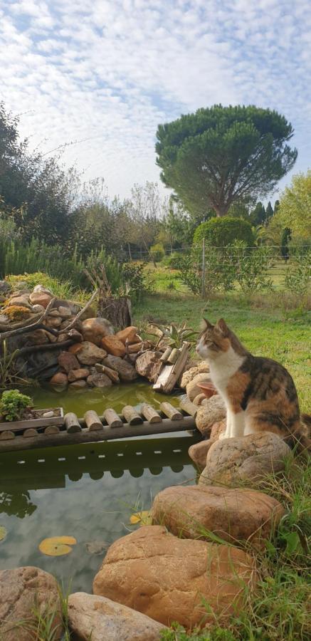 Roulotte En Bois Sud France Pension Le Soler Buitenkant foto