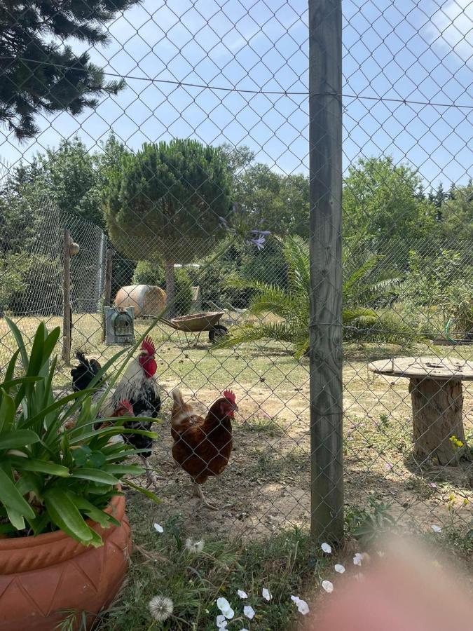 Roulotte En Bois Sud France Pension Le Soler Buitenkant foto